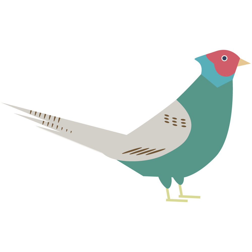 日本の国鳥キジのイラストです。